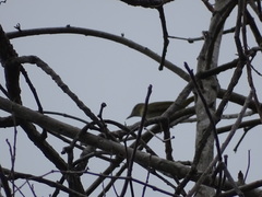 Vireonidae