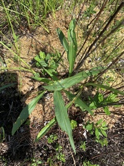 Liatris aspera