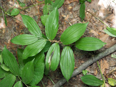 Synchysa tricincta