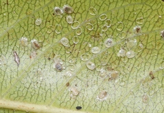 Trialeurodes intermedia