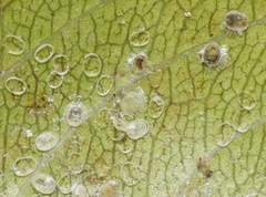 Trialeurodes intermedia