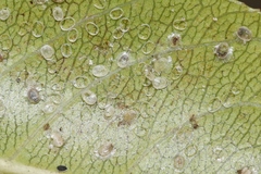 Trialeurodes intermedia