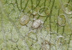Trialeurodes intermedia