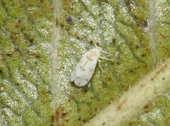 Tetraleurodes mori