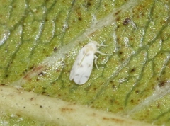 Tetraleurodes mori