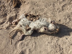 Cratogeomys castanops