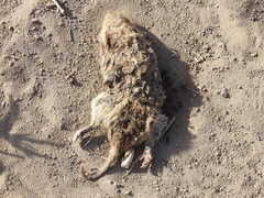 Cratogeomys castanops