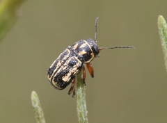 Pachybrachis lustrans