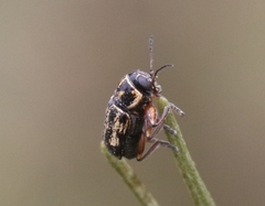 Pachybrachis lustrans