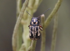 Pachybrachis lustrans