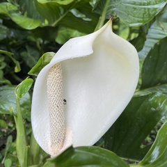 Monsteroideae