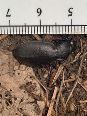 Carabus taedatus