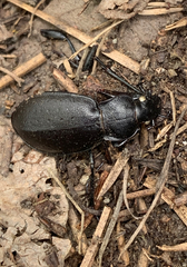 Carabus taedatus
