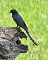 Dicrurus macrocercus