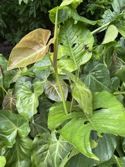 Monsteroideae