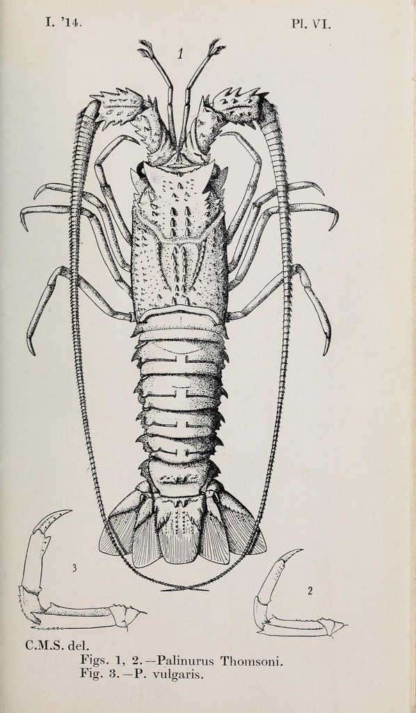 Pink Spiny Lobster
