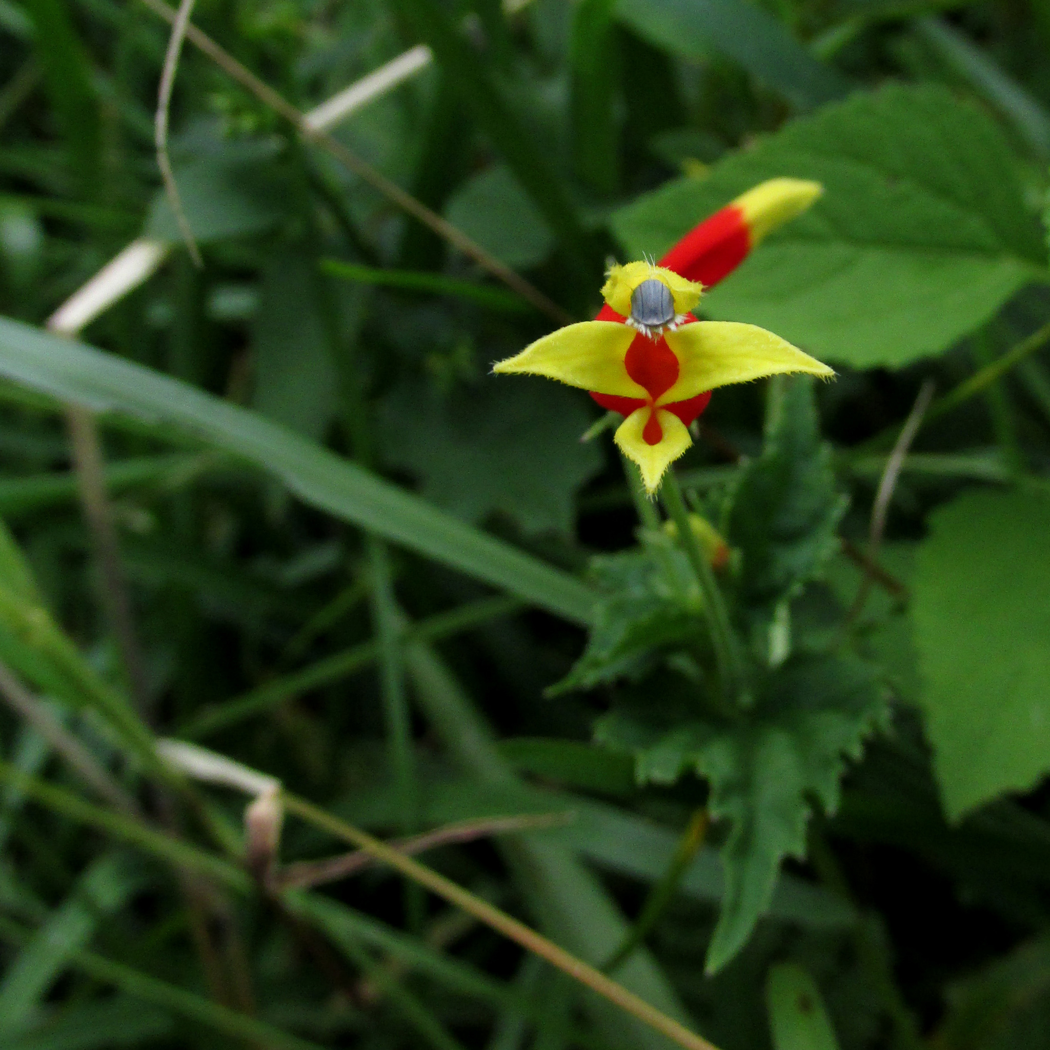 Siphocampylus betulifolius