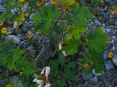 Cnidoscolus tubulosus