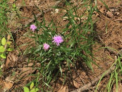 Liatris compacta