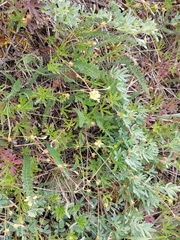 Potentilla flagellaris