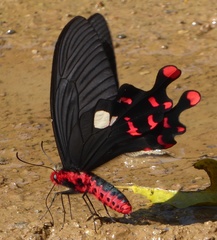 Byasa polyeuctes