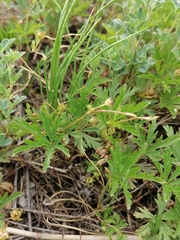 Potentilla flagellaris