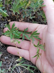Potentilla flagellaris