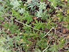 Potentilla flagellaris