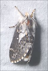 Porela vetusta