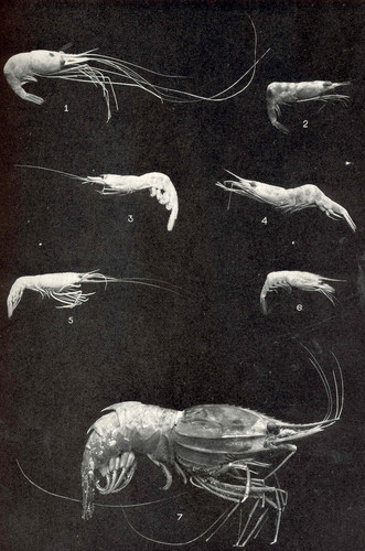 Armed nylon shrimp