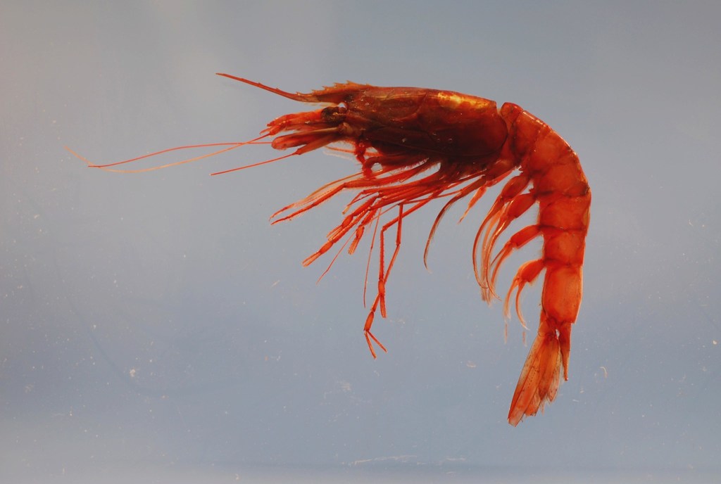 giant gamba prawn