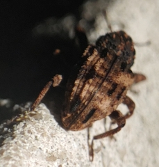 Cryptorhynchus fuscatus