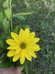 Silphium asperrimum