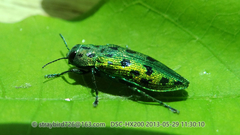 Lamprodila virgata