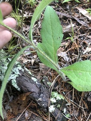 Silphium asperrimum