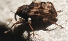 Cryptorhynchus fuscatus