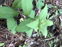 Silphium asperrimum
