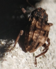 Cryptorhynchus fuscatus