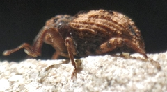 Cryptorhynchus fuscatus