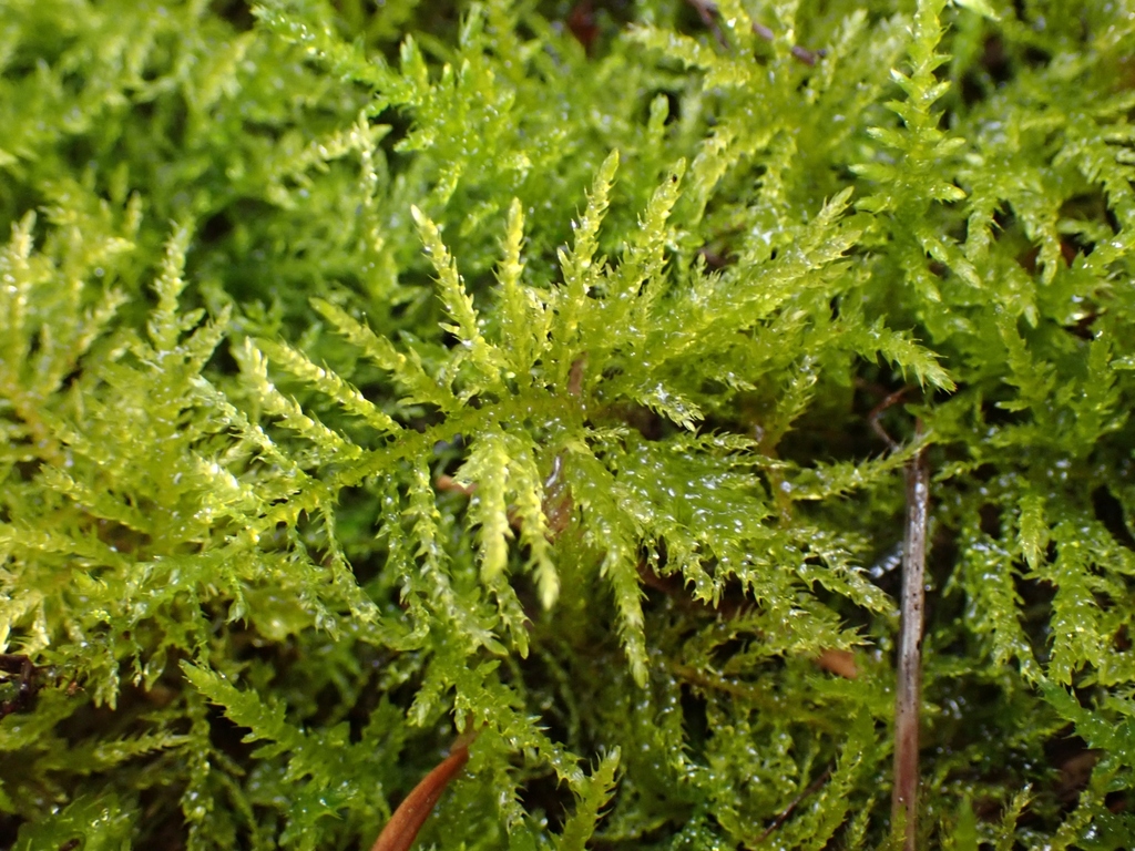 Common Feather-moss from Alberni-Clayoquot, BC, Canada on April 24 ...