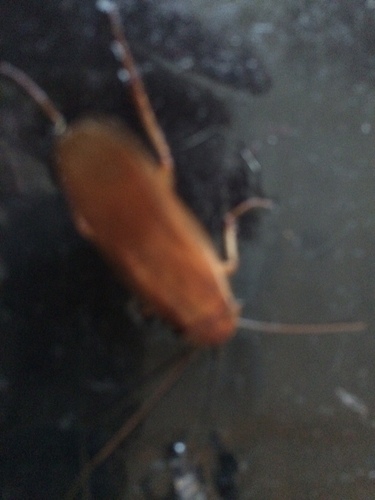 photo of Western Wood Cockroach (Parcoblatta americana)