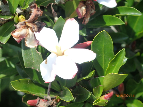 Image of Thorny Gardenia (Hyperacanthus amoenus) by no rights reserved