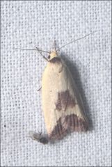 Ageletha hemiteles