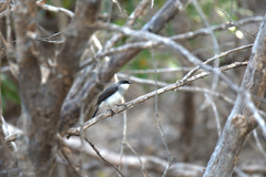 Eopsaltria pulverulenta