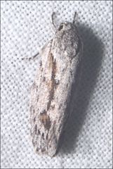 Agriophara leptosemela