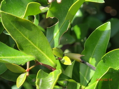 Hyperacanthus amoenus