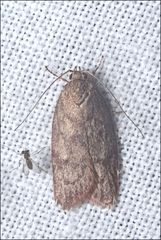 Garrha repandula