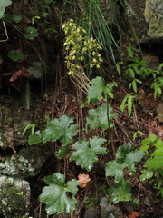 Heuchera alba