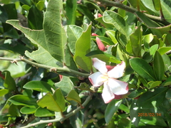 Hyperacanthus amoenus