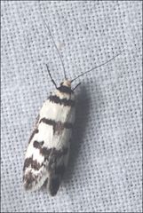 Philobota impletella